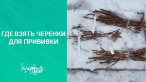Где взять черенки для прививки