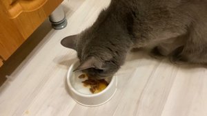 Кошка отказывается есть Whiskas