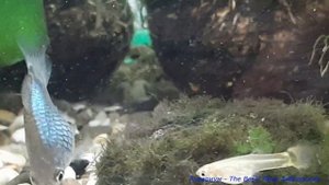 Дисковая пецилия и ее мальки