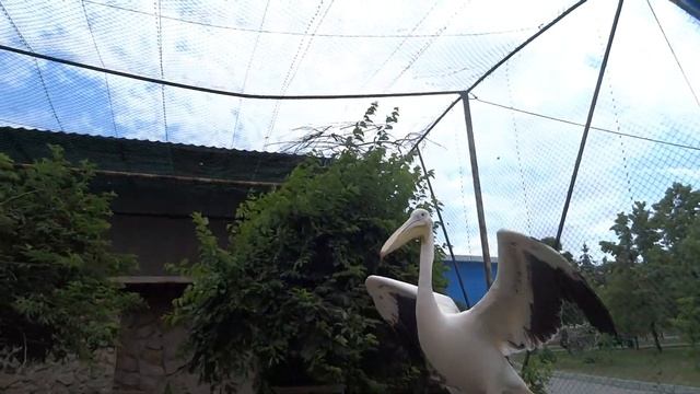 Пеликан артист Челябинский зоопарк 2021 смотреть онлайн