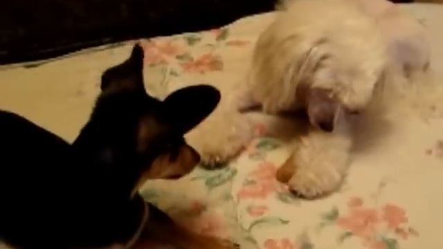 Ляля после стрижки смотреть онлайн