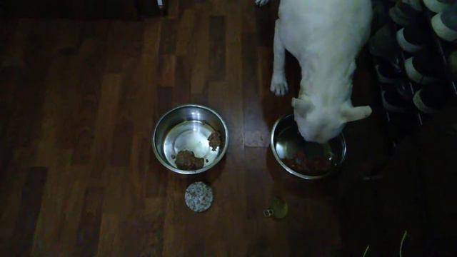 Дегустация консерв Дог Ланч и Трапеза - Дэнни 🥫 🐕 смотреть онлайн