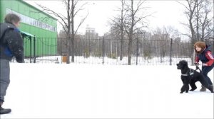 Королевский пудель на защите