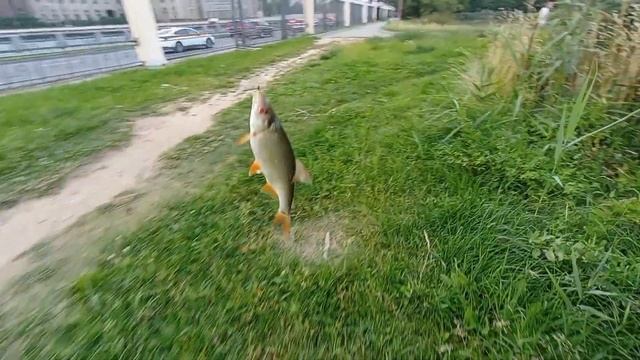 БОКОВОЙ КИВОК-ТИХАЯ АТАКА ИЗ ПОД КАМЫША ИЗ ПОДТЯЖКА! смотреть онлайн