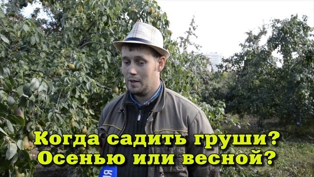 Груша Перун: урожайная, морозоустойчивая, с крупными и вкусными плодами смотреть онлайн