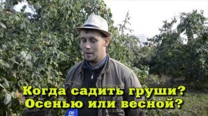 Груша Перун: урожайная, морозоустойчивая, с крупными и вкусными плодами