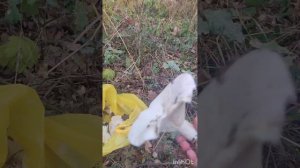 Ульяновск, 5 сентября, гриб (белянка, волнушка, рядовка, что это?)