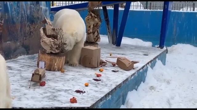 Белые медведи Сэрику и Милка.Видео Пермского зоопарка.Polar bears Seriku and Milka. смотреть онлайн