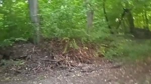 Суздальский парк в городе Калининграде/прогулка 24 августа 2022 года  #парк #лес #природа