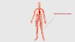 Кровеносная система человека.