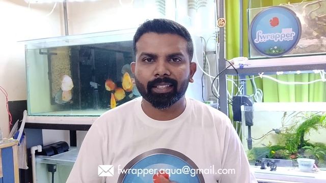 How To Keep Discus Fish || Complete Guide for Beginners || 15 Tips on Discus Fish Keeping смотреть онлайн