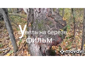 Работа с деревом и сувелем.Образцы работ и творческие задумки.