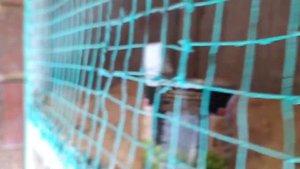 из старых клеток кроличья ферма за 1 день! содержание и разведение кроликов. моя эко ферма