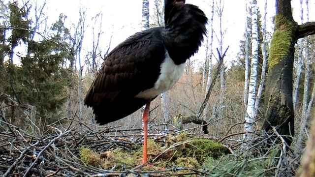 Гнездо черного аиста- 2014 04 04. 20 24 смотреть онлайн