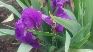 Весна СИБИРИ,  после майского дождичка  Spring in Siberia