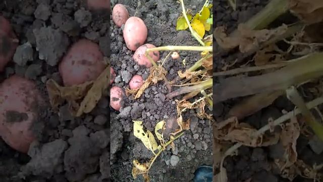 1 сентября. Картофель Ред Скарлет. смотреть онлайн