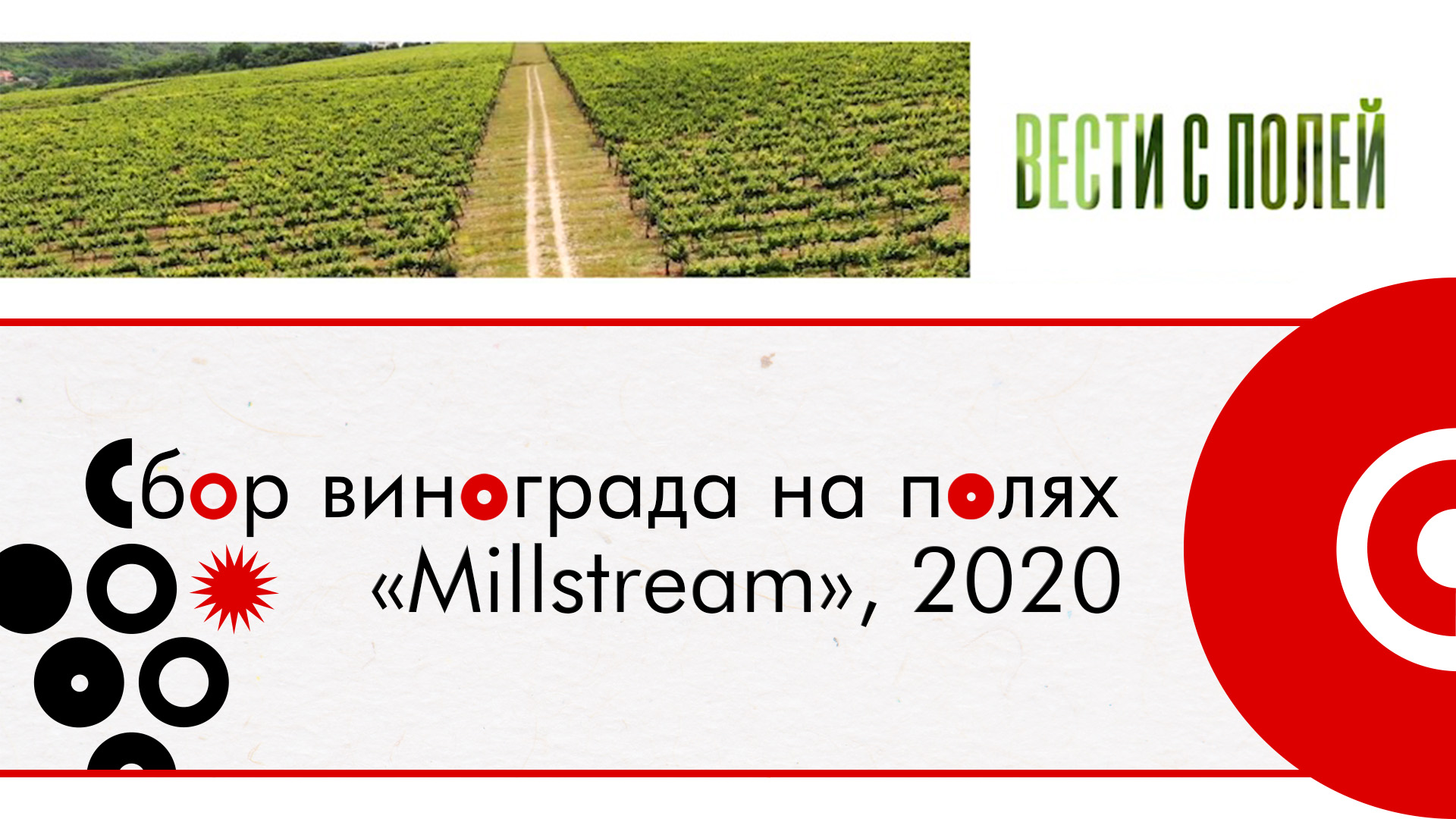 Вести с полей №5. Сбор винограда на полях «Мильстрим», 2020