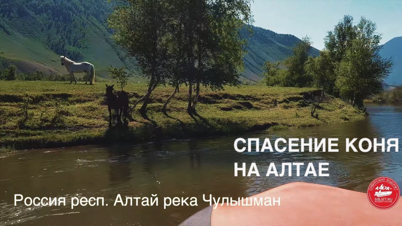 КОНЬ УПАЛ В РЕКУ И НЕ СМОГ ВЫБРАТЬСЯ! АЛТАЙ. РЕКА ЧУЛЫШМАН