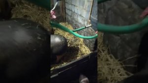 содержание свиней на соломе.