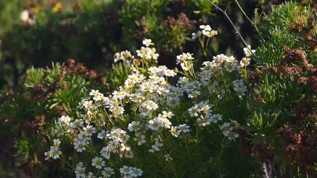Если вы видите эти пузыри, значит счет пошел на секунды смотреть онлайн