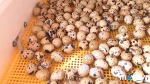 Подготовка к вылуплению Перепелов, закупка кормов . Инкубация Яиц.