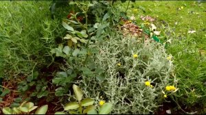 Компаньоны для роз: что можно посадить рядом с розами?