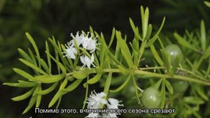 Аспарагус Шпренгера — уход в домашних условиях