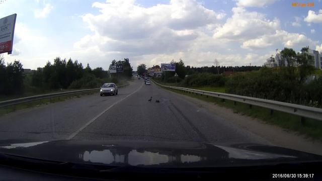 Как утка с утятами дорогу переходила смотреть онлайн