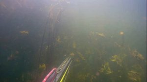 ПОДВОДНАЯ ОХОТА в камыше на щуку с арбалетом на малых реках