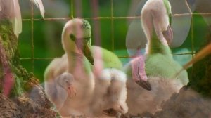 Детям о Фламинго. София в парке Flamingo Gardens во Флориде.