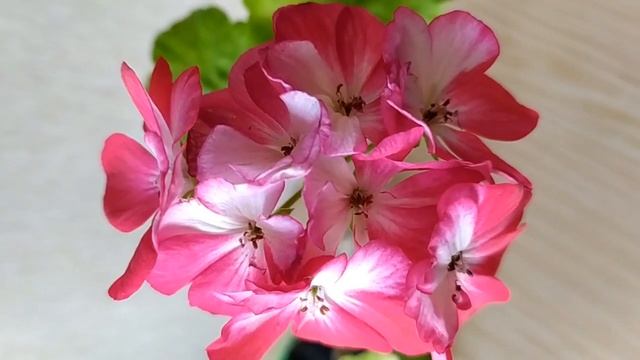 Вы купили срез пеларгонии ? Про укоренение. Ответы на вопросы покупателей .Как ,почему,что? Тайна.. смотреть онлайн