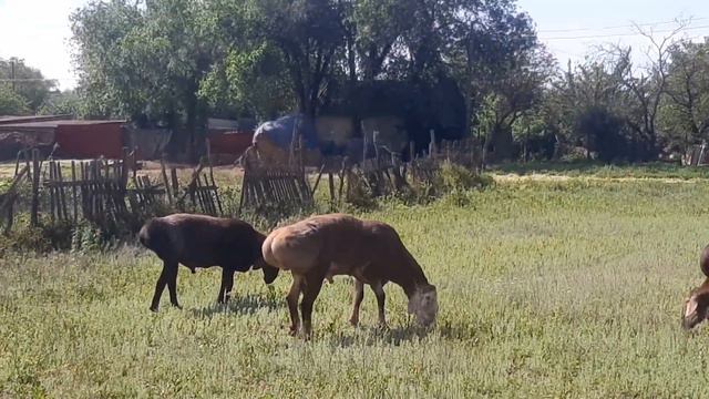 Гиссарские бараны хозяйства Камчатного смотреть онлайн