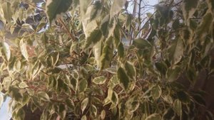 фикус Бенджамин  Николь Уход за фикусом в домашних условиях