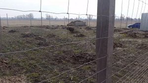 Первое знакомство западно-сибирской лайки с диким кабаном