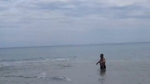 Дельфины на море