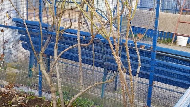 Плетистые Взрослые розы на Арке(юг) сильно РАЗРОСЛИСЬ,придется пересадить две ПОЛЬКИ на новыйучасто смотреть онлайн