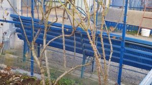 Плетистые Взрослые розы на Арке(юг) сильно РАЗРОСЛИСЬ,придется пересадить две ПОЛЬКИ на новыйучасто