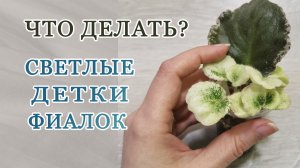 Отбираем "деток" фиалок.  Сорт спорт.