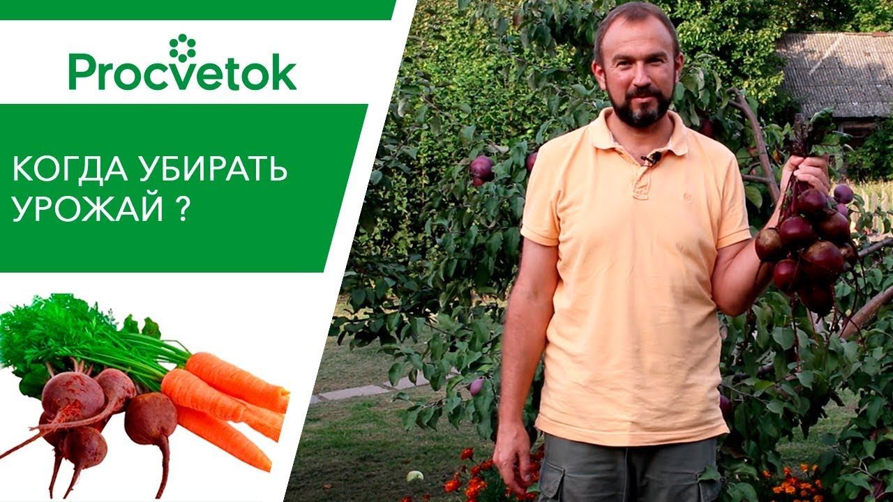 Поспешить или подождать? Морковь и свекла: сроки уборки