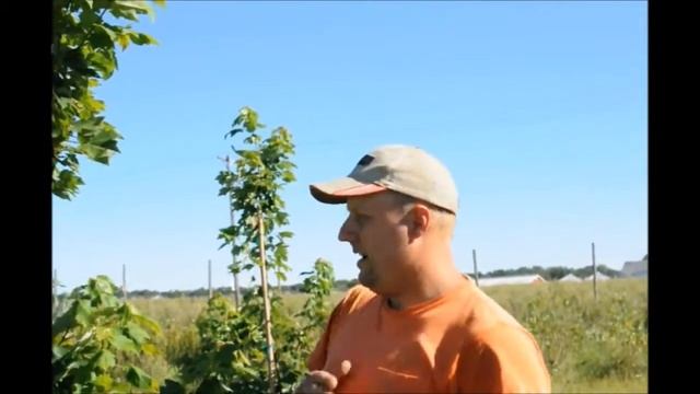 Tree Growing Tips Red Maple Trees The October Glory at HH Farm смотреть онлайн