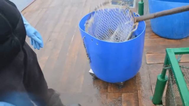 Платная рыбалка Три Пескаря смотреть онлайн