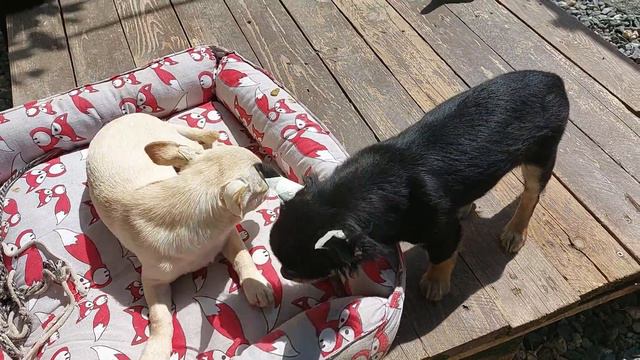 щенки которые проданы и #продаются, питомник #чихуахуа Кастропуло Крым,новости 💥 89787458062 #купит смотреть онлайн