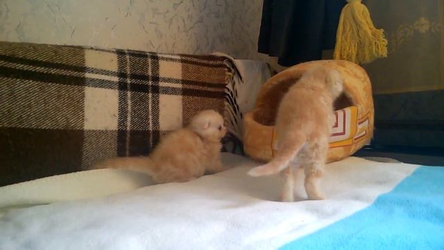 Вислоухие котята красный мрамор