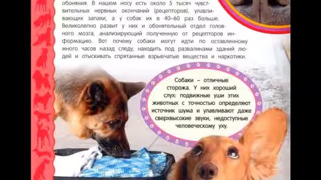 Собаки и щенки. Часть 2. Обоняние и зрение. Самая первая энциклопедия смотреть онлайн