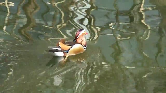 Самая красивая утка в мире 19.04.11 смотреть онлайн