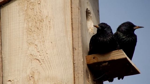 Утро в деревне. Скворцы и утка. смотреть онлайн