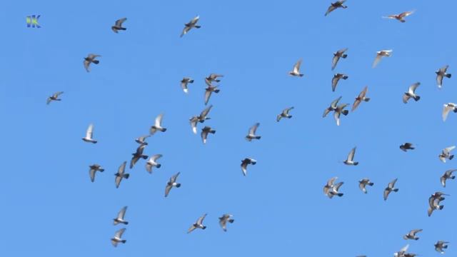 Canon Powershot SX530HS Обзор + ТЕСТ съемка в движении смотреть онлайн