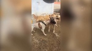 РЫСЬ против КАНГАЛА ! КТО СИЛЬНЕЕ ?