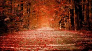 Футаж осенний лес