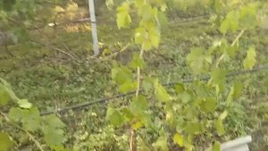 Виноград Подарок Несветая
